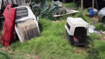 Cae red de pelea de perros. / Foto: Captura de video.