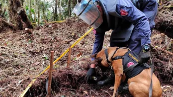 77 veredas en Caquetá quedaron libres de sospecha de minas antipersona tras desminado del Ejército