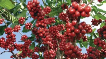 fotografía de primer plano de un cafeto cargado de granos para cosechar