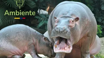 Hipopótamos MinAmbiente 