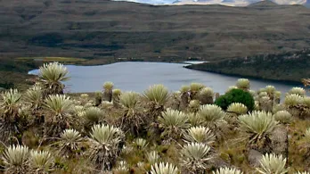 Parque Natural Sumapaz. / Foto: Parque Natural Sumapaz.