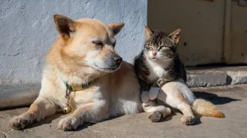 UE prohíbe cortar orejas y colas: una ley histórica cambia para siempre la vida de millones de mascotas