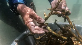 Cómo antiguos pescadores ahora siembran corales para salvar el Caribe