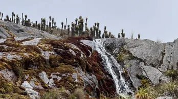 Protección ambiental: Gobierno destacó reducción histórica