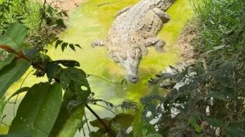 Plan para la liberación del caimán llanero, un reptil al borde de la extinción