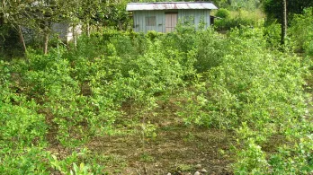 cultivo de coca en sector rural con pobreza 