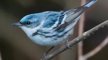 Aves migratorias en Colombia: conoce los viajes que conectan dos continentes