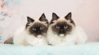 ¿Qué hacer con tu gato durante un sismo? Recomendaciones para protegerlo 