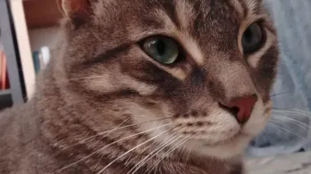 Gatos y sismos: qué hacer durante y después de un terremoto.