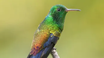 Cuatro nuevas especies de aves se suman al registro de biodiversidad de Colombia