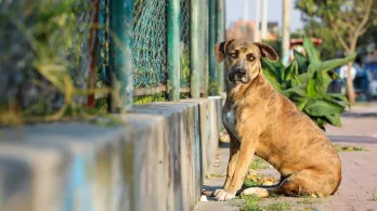 Hasta 11 años y 8 meses de cárcel por zoofilia: así quedó la nueva ley
