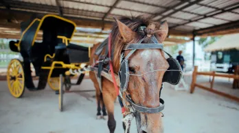 La Corte Constitucional le pone fin a los carruajes turísticos con animales