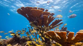 Arrecifes de coral de aguas cálidas amenazados por el calentamiento global según la UICN.