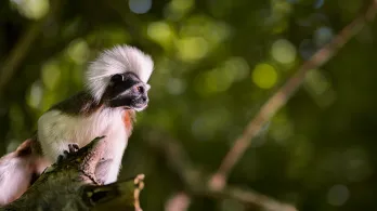 Especies amenazadas: coalición de 16 países en la COP17 entre ellos Colombia