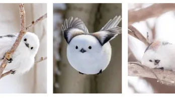 Hada de la nieve ave de Japón