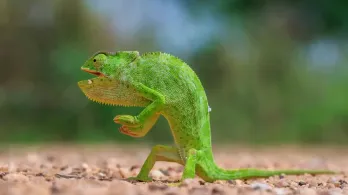 Las fotos más divertidas del reino animal que compiten por el premio Nikon Comedy Wildlife 2026