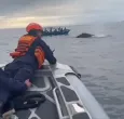 Imágenes del rescate de la segunda ballena en el parque Bahía Solano.