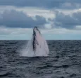 Captura del salto de la ballena en costas del Chocó, inédito por RTVC Noticias.