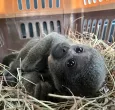 Rescatan a cría de mono churuco en Colombia. / Foto: X susanamuhamad.