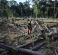 Bosque deforestado.