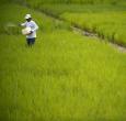 Cultivador de arroz.