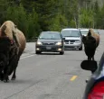 Bisontes de Yellowstone.