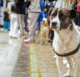 Los animales son seres sintientes y no cosas: Corte Constitucional
