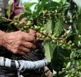 Caficultores recogiendo café