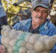 MinAgricultura ofrece alivios al sector papero: condonaciones de hasta el 100%
