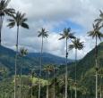 Valle del Cocorá. / Foto: ProColombia.