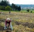 Convocatoria fondo emprender para firmantes de paz que trabajan en el campo