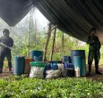 Colombia desarticula 827 de laboratorios de coca en frontera con Ecuador