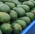 Exportaciones de aguacate hass colombiano se disparan 45,7% 