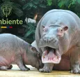 Hipopótamos MinAmbiente 