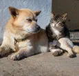 UE prohíbe cortar orejas y colas: una ley histórica cambia para siempre la vida de millones de mascotas
