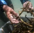 Cómo antiguos pescadores ahora siembran corales para salvar el Caribe