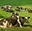 vacas en el campo, una de ellas acostada primer plano cuerpo entero