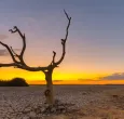 terreno seco, con un árbol seco en primer plano  y al fondo sol