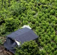 Colombia y ONU acuerdan monitoreo conjunto de la producción de cocaína