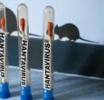  número de casos de hantavirus detectados