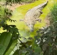 Plan para la liberación del caimán llanero, un reptil al borde de la extinción