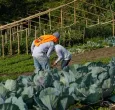 Colombia avanza en sustitución de cultivos de coca sin glifosato: 6.386 hectáreas erradicadas