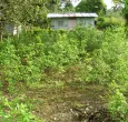 cultivo de coca en sector rural con pobreza 