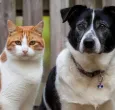 ¿Qué hacer con tus mascotas en caso de un sismo? Estas son las recomendaciones