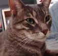Gatos y sismos: qué hacer durante y después de un terremoto.
