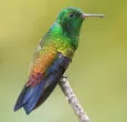 Cuatro nuevas especies de aves se suman al registro de biodiversidad de Colombia