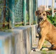 Hasta 11 años y 8 meses de cárcel por zoofilia: así quedó la nueva ley