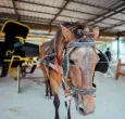 La Corte Constitucional le pone fin a los carruajes turísticos con animales
