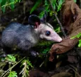 Línea de emergencia para rescatar animales afectados por el incendio en Villa de Leyva