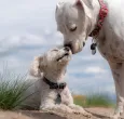 Abandono animal en El Dorado pareja dejó a sus dos perros al no cumplir los requisitos para viajar